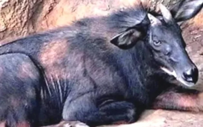 四不像正版+正版四不像,現況評判解釋說法_ZGM29.955別致版