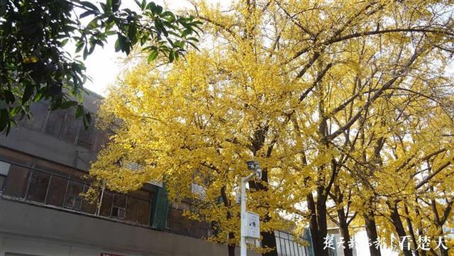 武昌最新地圖，一場充滿愛與陪伴的探險之旅