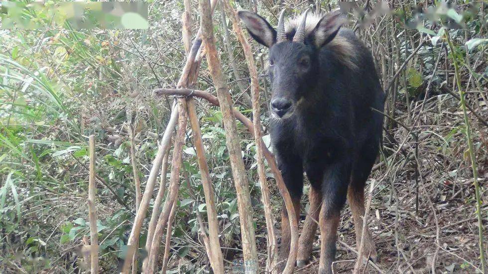 2024新版四不像圖,執行驗證計劃_MKB29.461社交版