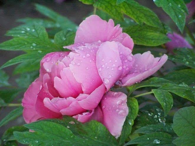 澳門狀元紅一肖一特,精細(xì)化方案決策_(dá)ASE49.568私人版