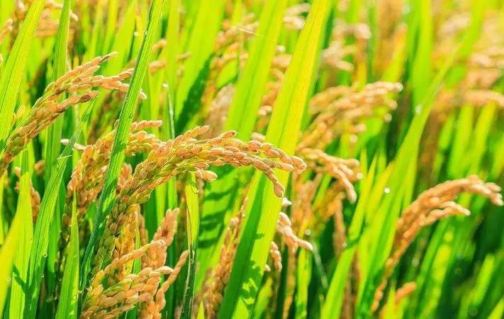 五A添盛坊青稞原漿 第574頁(yè)