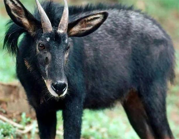 新澳門彩2024四不像圖片,科學(xué)依據(jù)解析_XCO49.298配送版