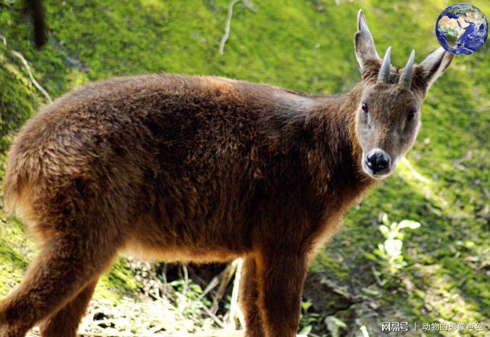 四不像特馬圖今晚必出,社會責(zé)任實施_FEO49.339極致版