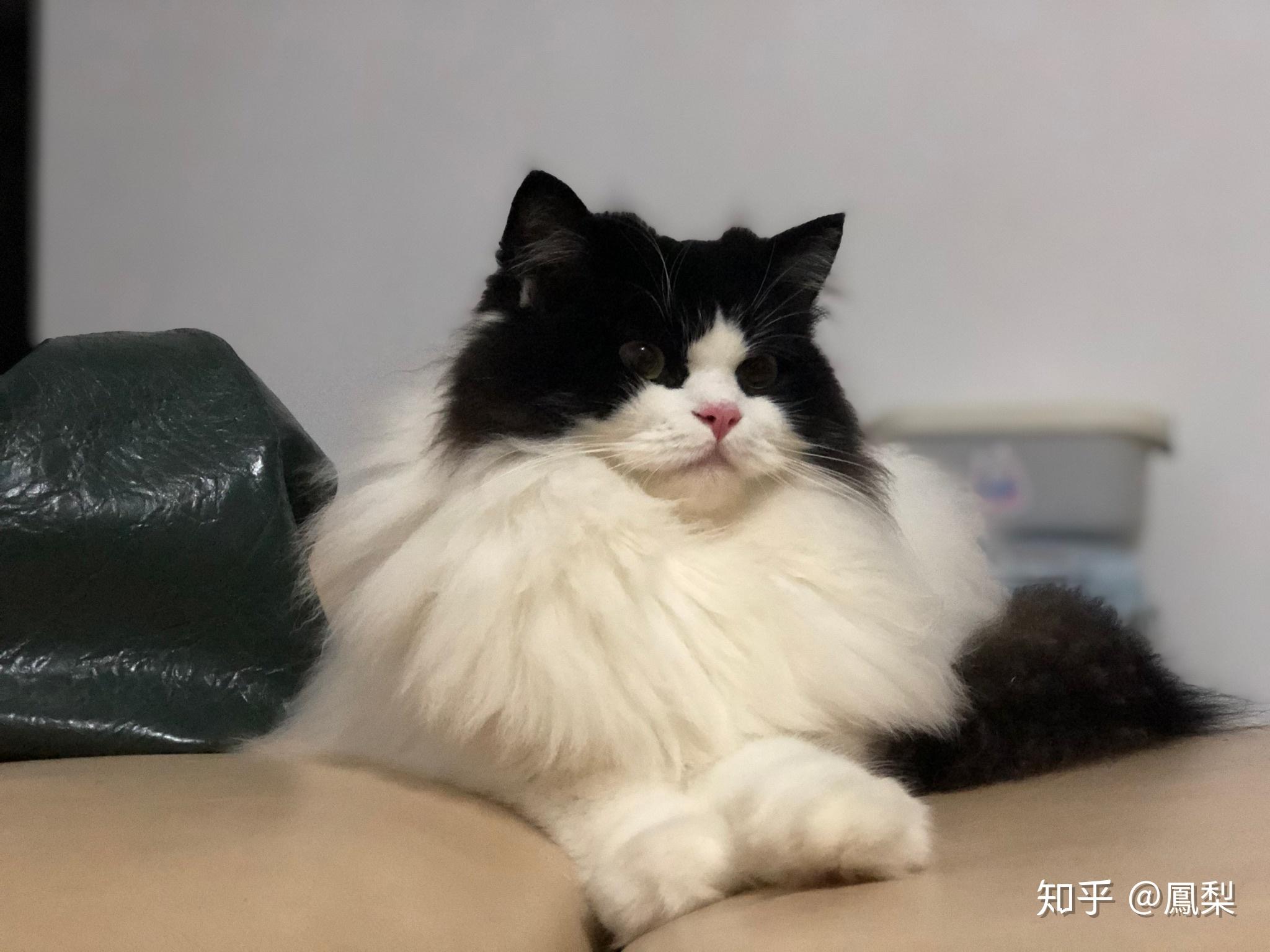 四不像特馬圖今晚必出,社會責任實施_FEO49.339極致版