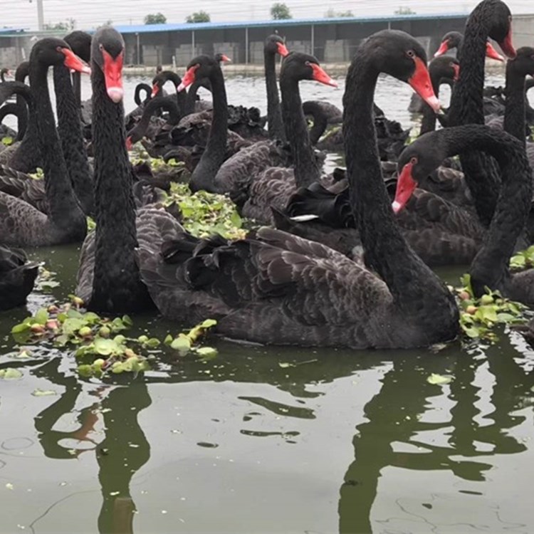 成鵝價(jià)格最新行情揭秘,小巷深處的鵝香探秘