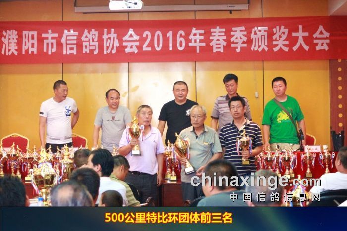 漯河信鴿協會最新賽事，飛翔夢想與榮耀見證