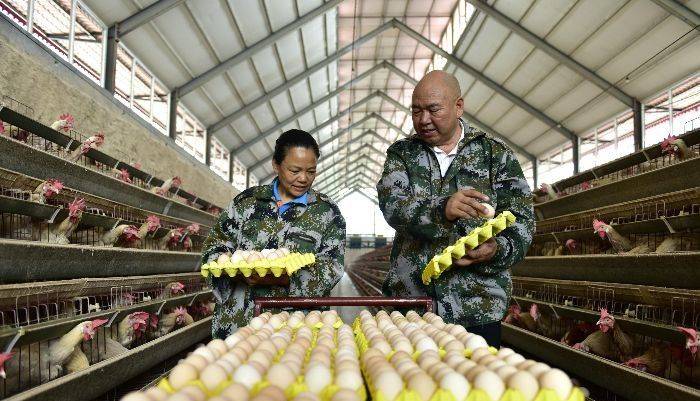 最新肉雞場(chǎng)技術(shù)員招聘,應(yīng)聘步驟指南