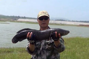 三本先生科技釣魚新體驗,逗釣黑魚的樂趣與挑戰