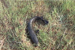 三本先生科技釣魚新體驗,逗釣黑魚的樂趣與挑戰