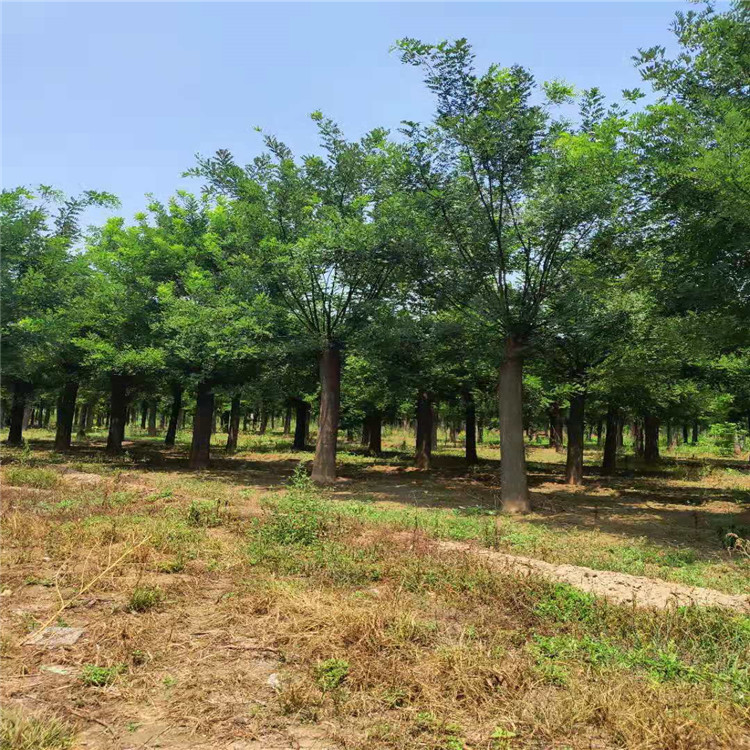 國槐樹最新價(jià)格及購買指南，詳細(xì)步驟與報(bào)價(jià)表解析