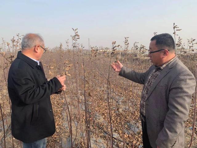 蘋果新品種展示與樂園照片，探索小巷深處的蘋果世界