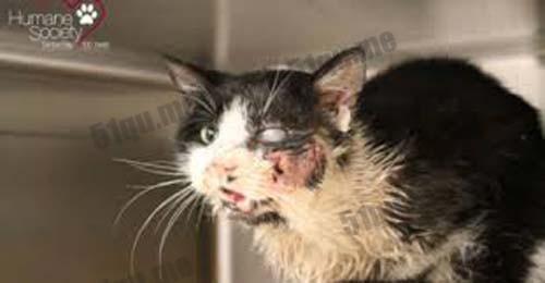 最新狗野外咬死貓視頻,最新狗野外咬死貓視頻引發的思考