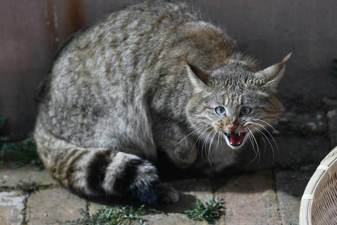 最新狗野外咬死貓視頻,最新狗野外咬死貓視頻引發的思考