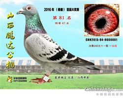 山西綿山公棚最新信息揭秘，高科技產品體驗之旅