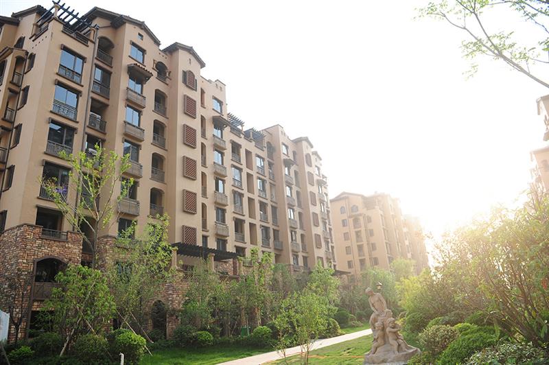 偃師橄欖城最新動態，鄰里溫情日常揭秘