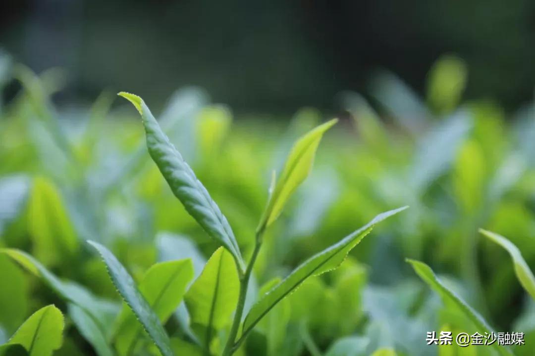 金沙縣茶園鄉最新動態及其區域影響，一種觀點解析