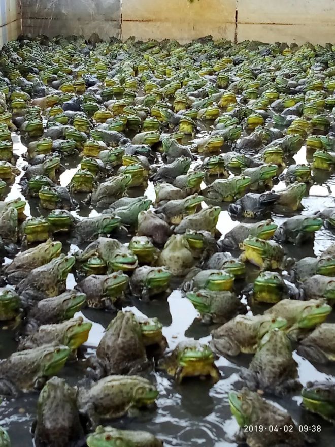 上海牛蛙最新批發價格，時代背景下的市場變遷與變遷分析