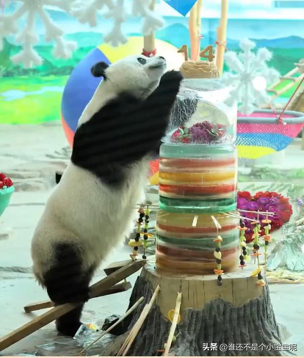 大熊貓思嘉的最新動態更新