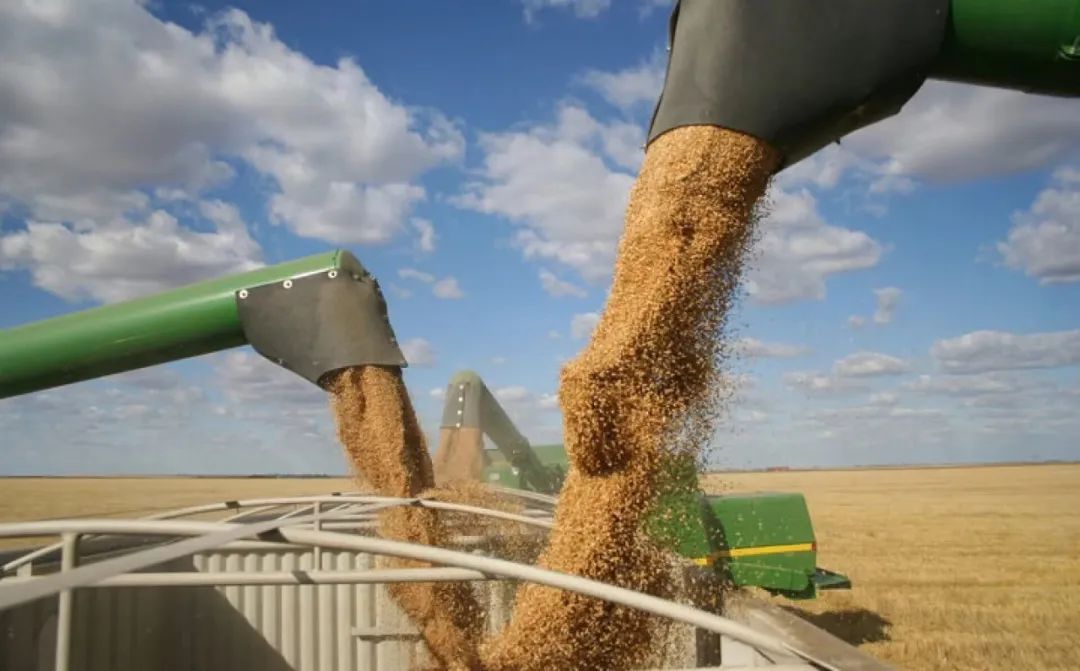 中國糧食網最新消息，掌握糧食市場動態的操作指南，洞悉糧食行情資訊