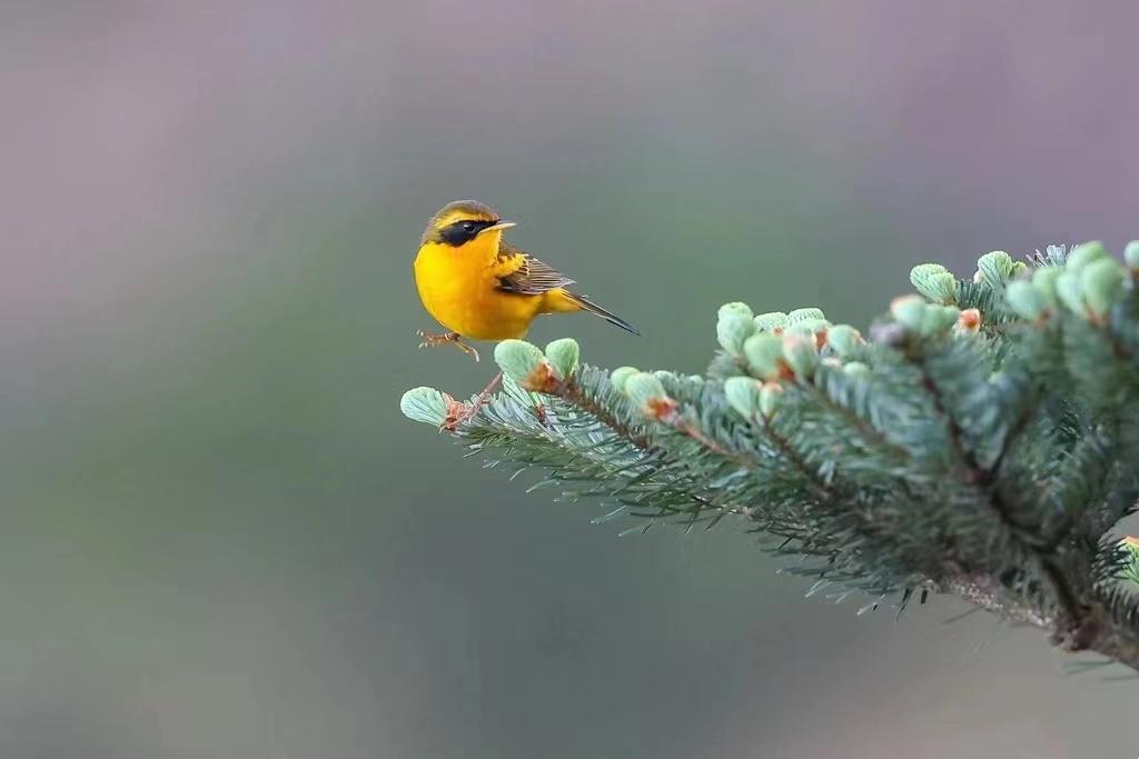 XM追啦最新版下載,溫馨追影日常體驗(yàn)