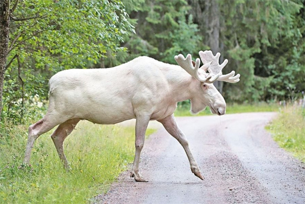 白酒 第457頁(yè)