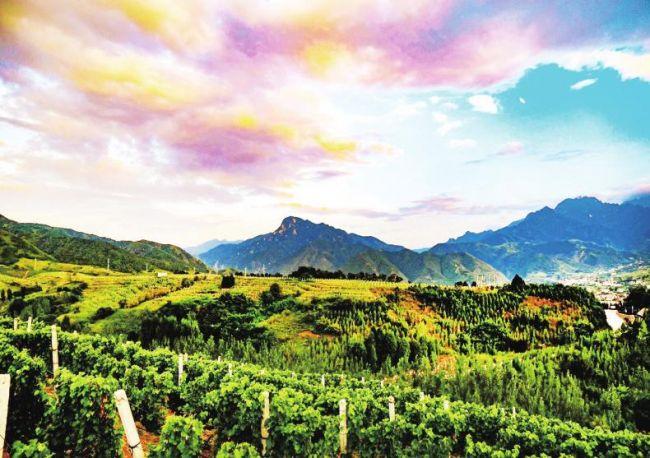 金葡萄家園最新動態更新