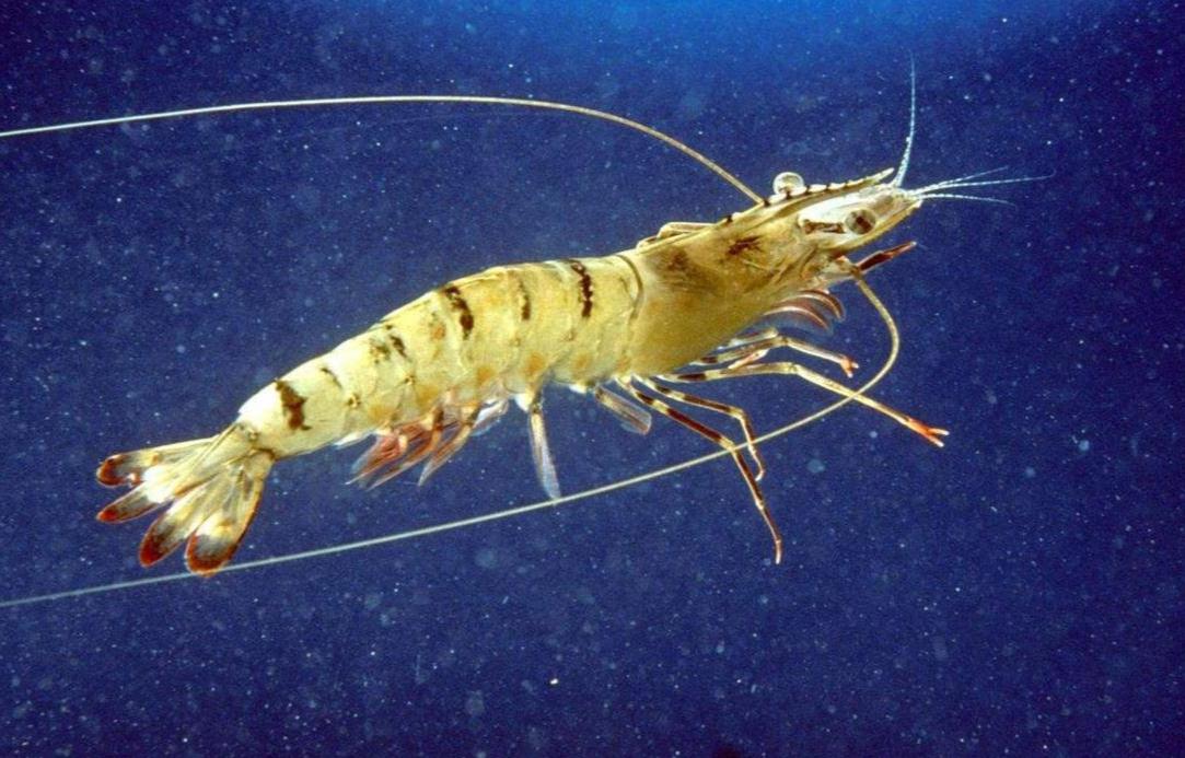 五A添盛坊青稞原漿 第458頁