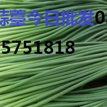 全國(guó)蒜苔價(jià)格最新動(dòng)態(tài)，綠色之旅探尋內(nèi)心平靜之路