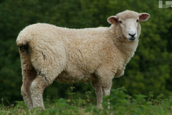 今晚四不像必中一肖圖的特色功能,專家權威解答_輕量版77.479