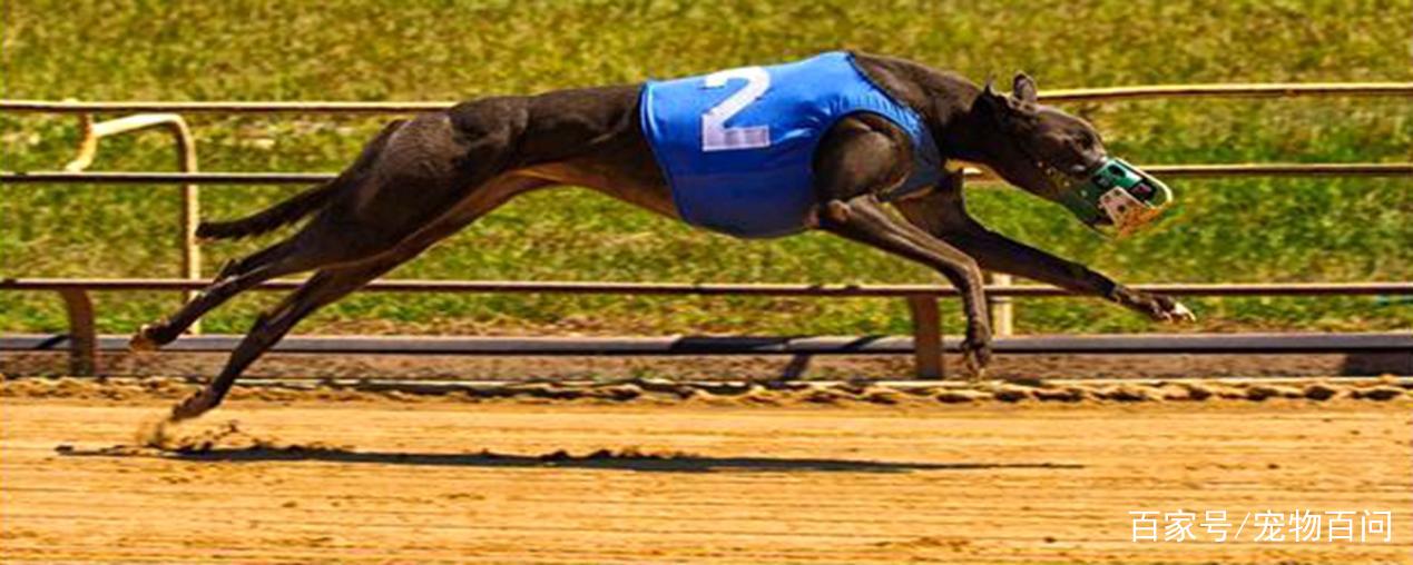 7777788888精準香港正版跑狗,時尚法則實現_為你版16.593