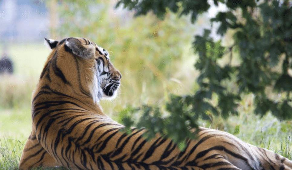 白老虎版玄機資料大全免費,機制評估方案_持久版84.258