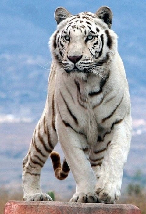 白老虎版玄機(jī)資料大全免費(fèi),機(jī)制評(píng)估方案_持久版84.258