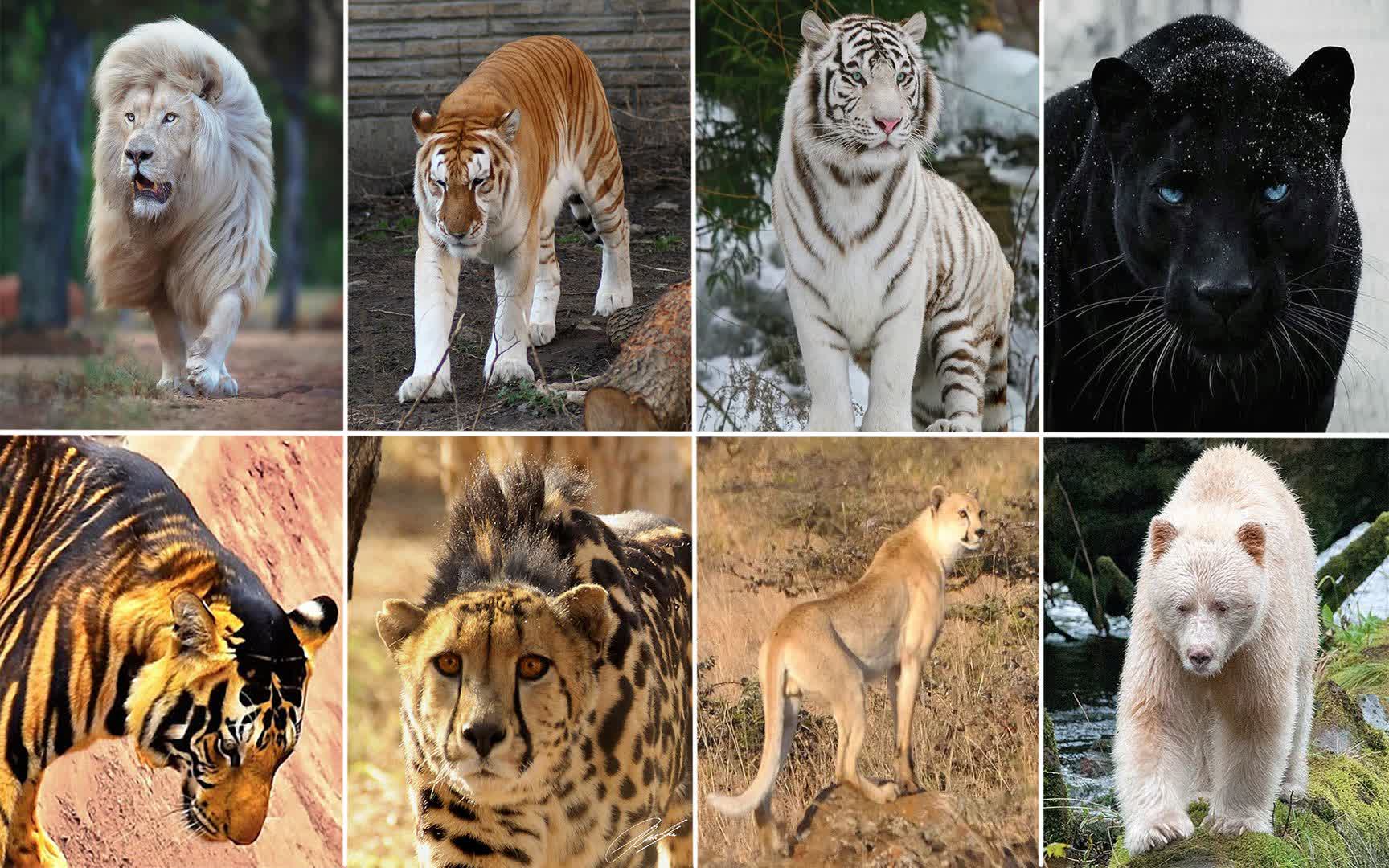 白老虎版玄機資料大全免費,機制評估方案_持久版84.258