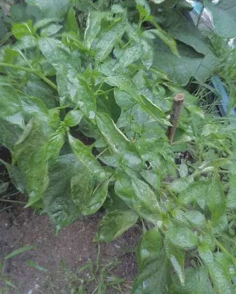 狼毒素藥害最新動態更新,最新消息全面解析