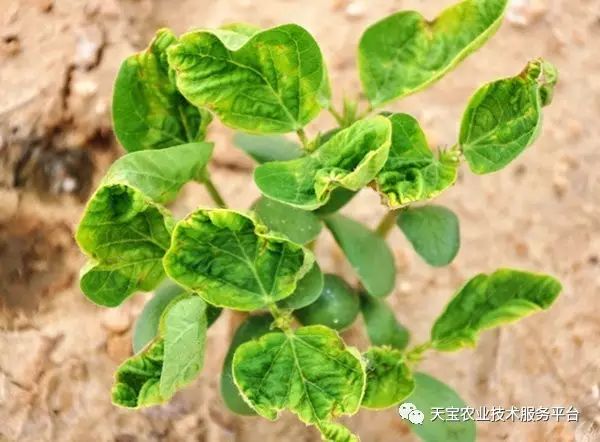 狼毒素藥害最新動態更新,最新消息全面解析