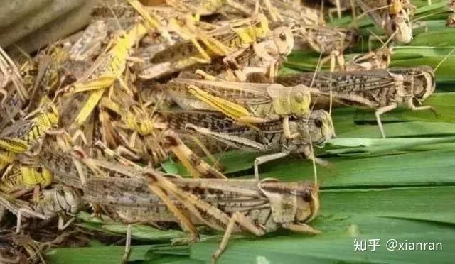 蝗蟲最新預警與小巷深處的獨特風味探秘揭秘