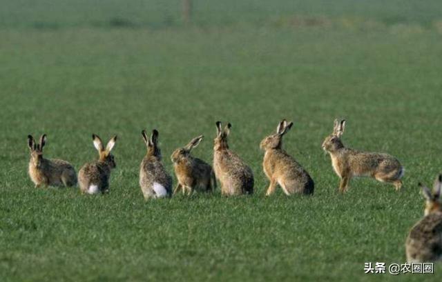 蝗災(zāi)最新災(zāi)情及小巷深處的獨特風(fēng)味揭秘