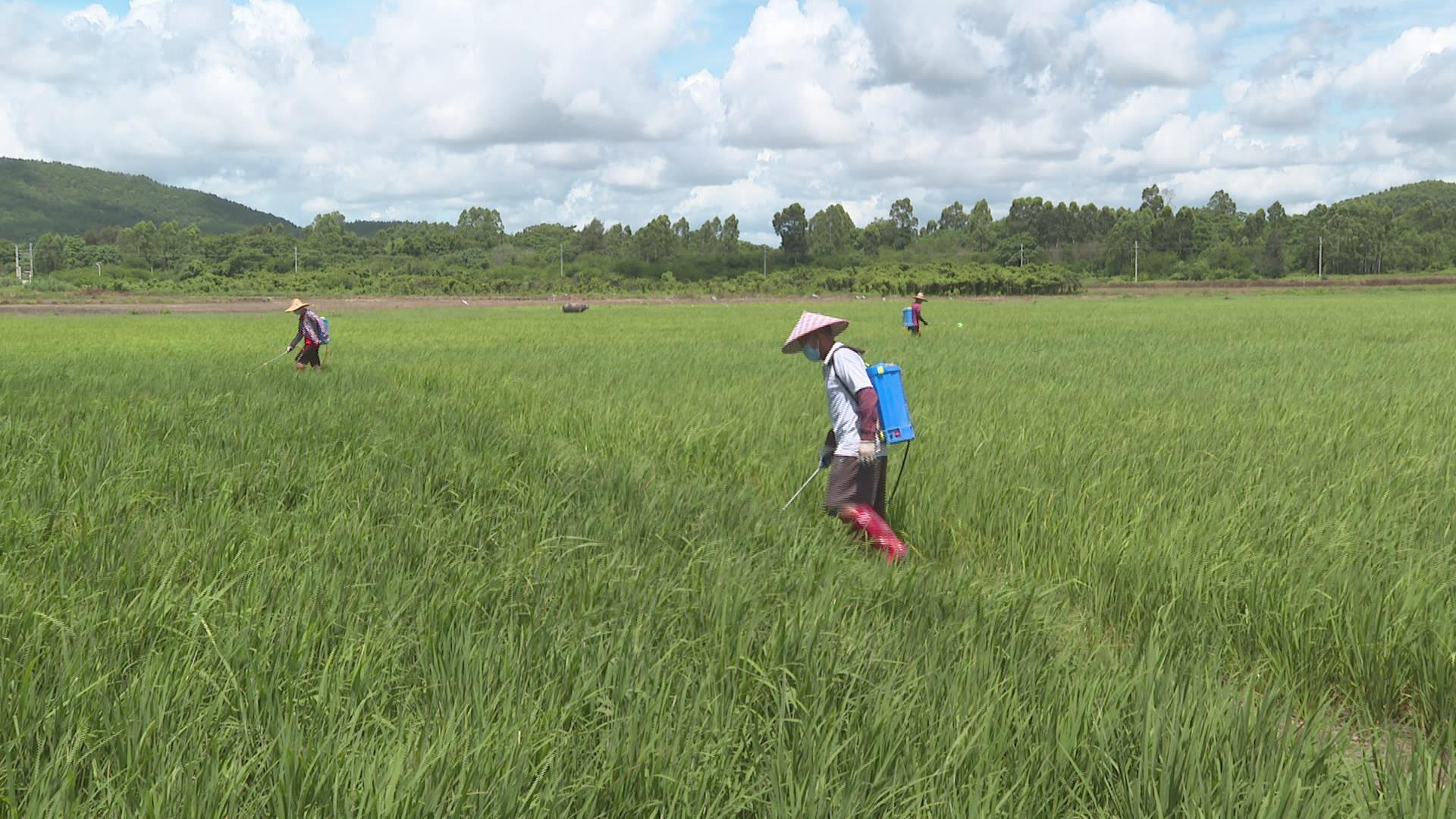 最新水稻長勢，自然美景的探索之旅