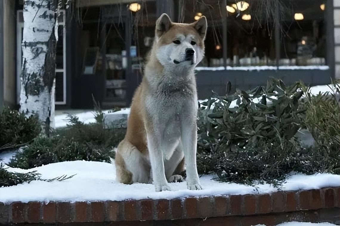 小城夏夜,最新電影盛宴,快樂與溫情的完美交融