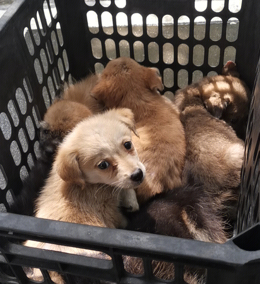 最新狗領養，愛心與責任的重大抉擇