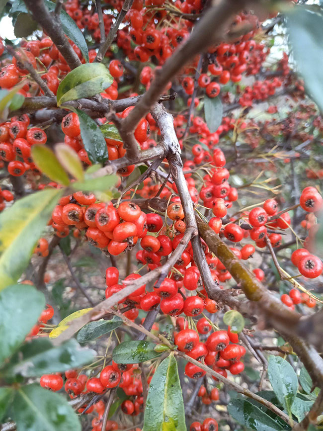友情之樹下的溫暖日常，最新火棘的溫馨故事