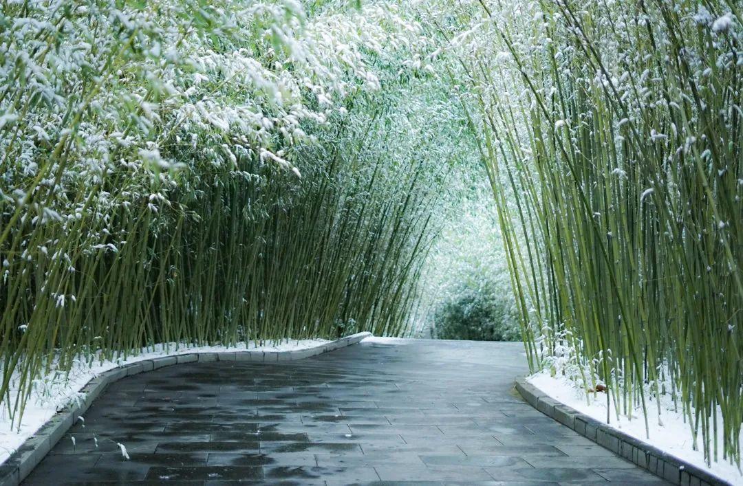 剎那雪最新，一場關于雪的深度探索