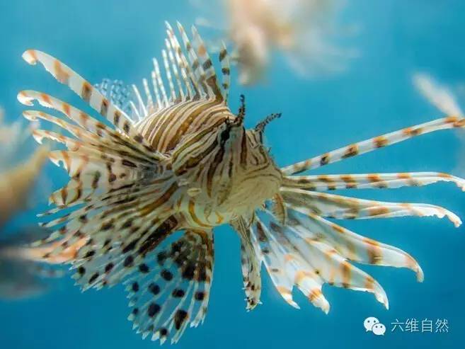 獅子魚最新探索與研究進展