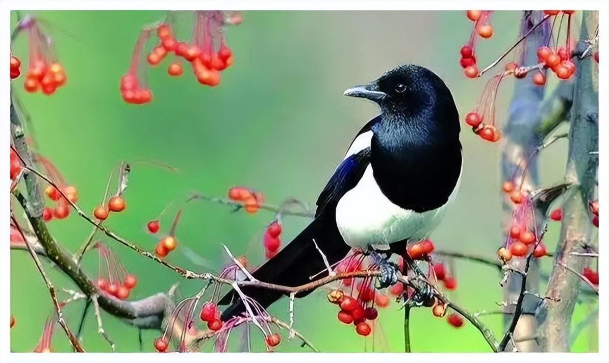 最新人道高效捕喜鵲技術揭秘