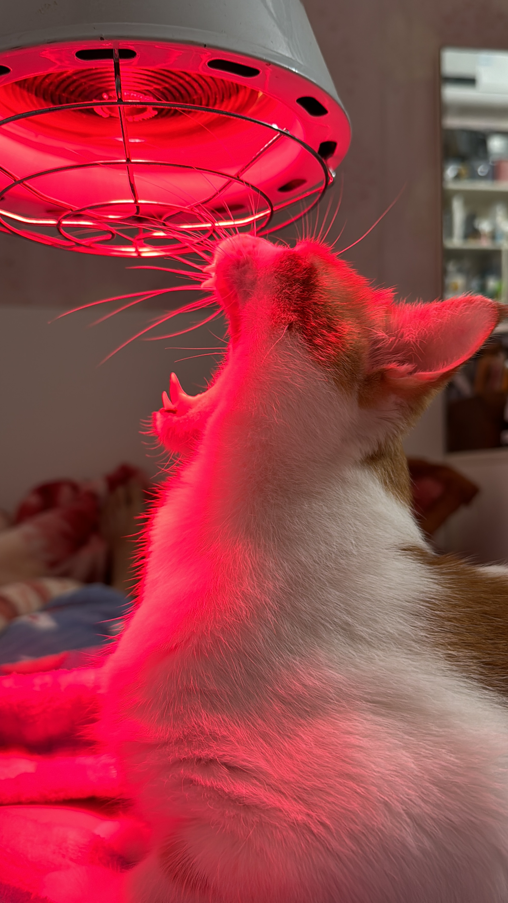 最新紅貓深度解析，背景、事件與地位探討