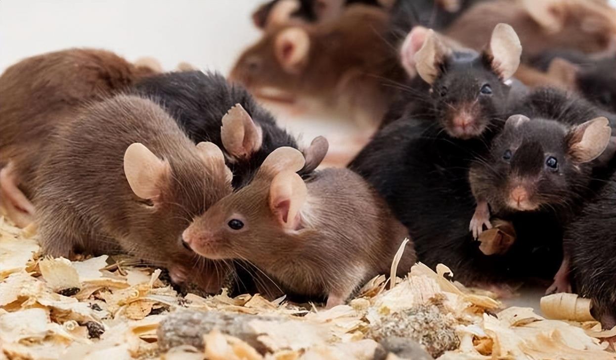 科技守護生命之光，最新瘟疫人數監測神器重塑未來防線防線