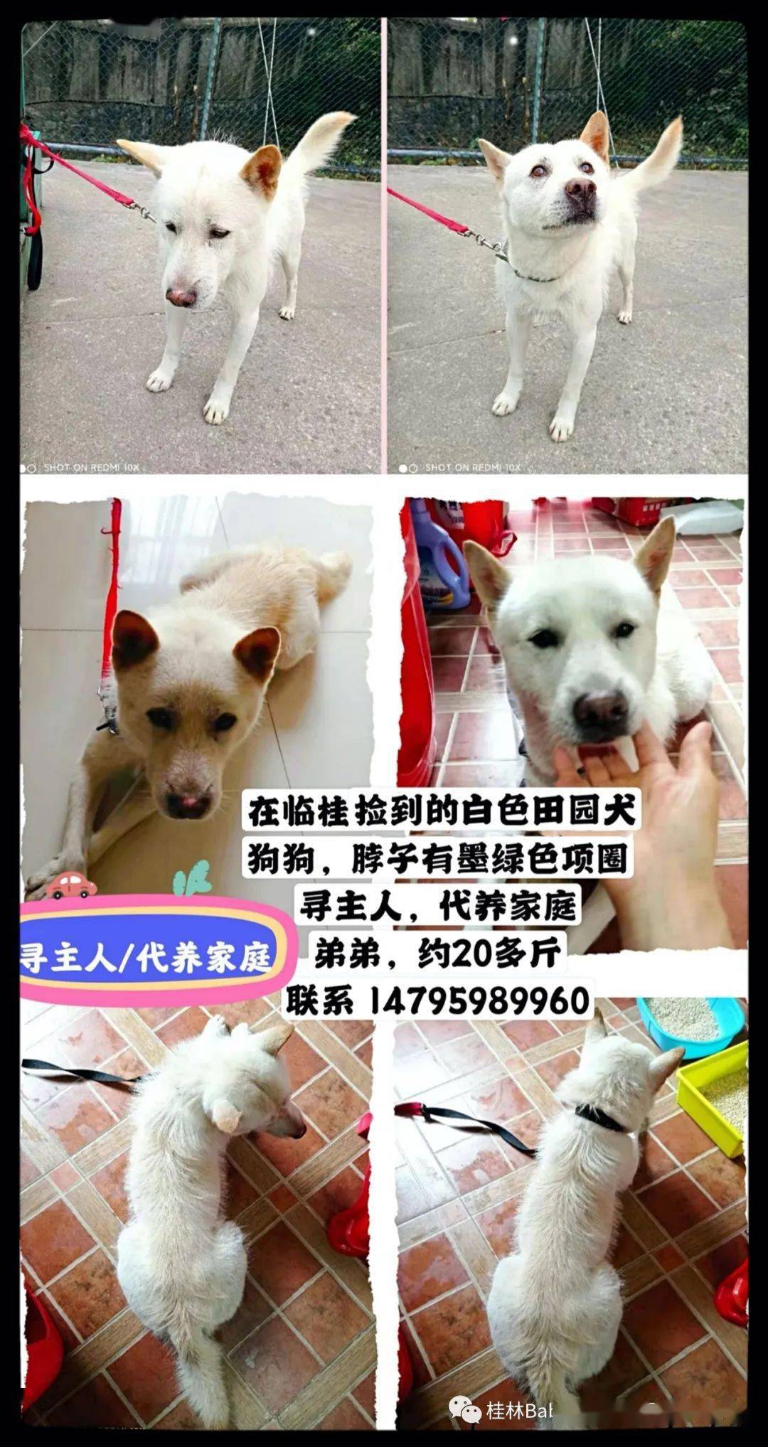 小巷深處的獨特尋寵之旅,最新尋狗動態更新