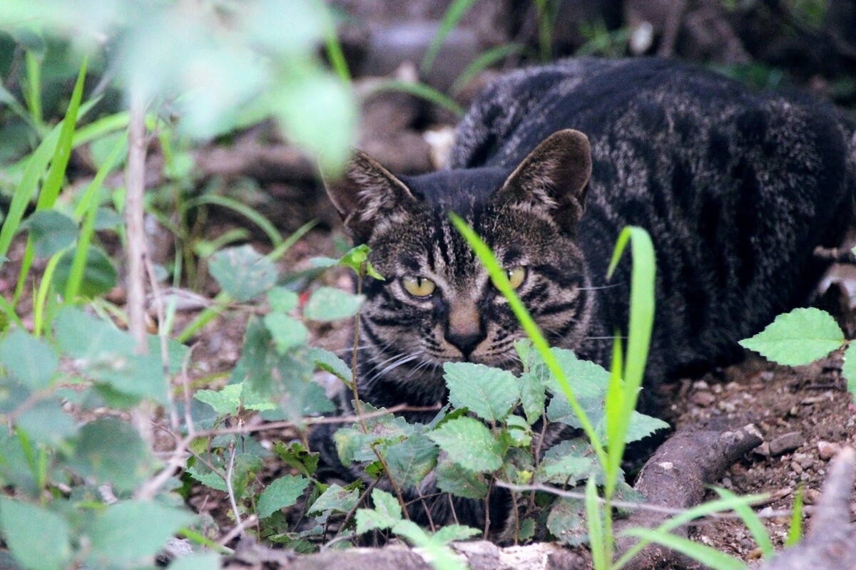 巷弄間的獨特小店,最新小野貓探秘