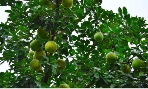 最新桔子樹，小巷中的秘密花園探秘