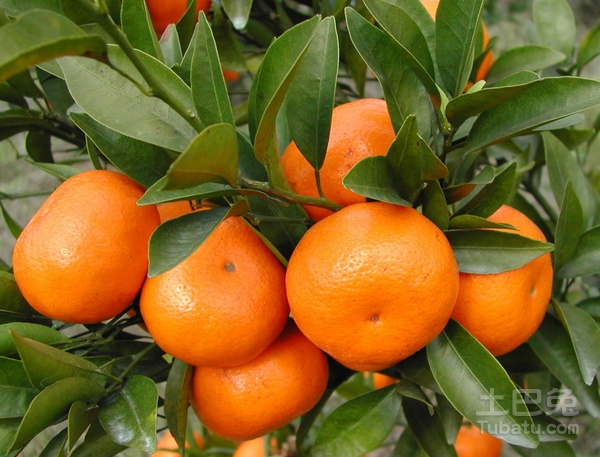 最新桔子樹,小巷中的秘密花園探秘